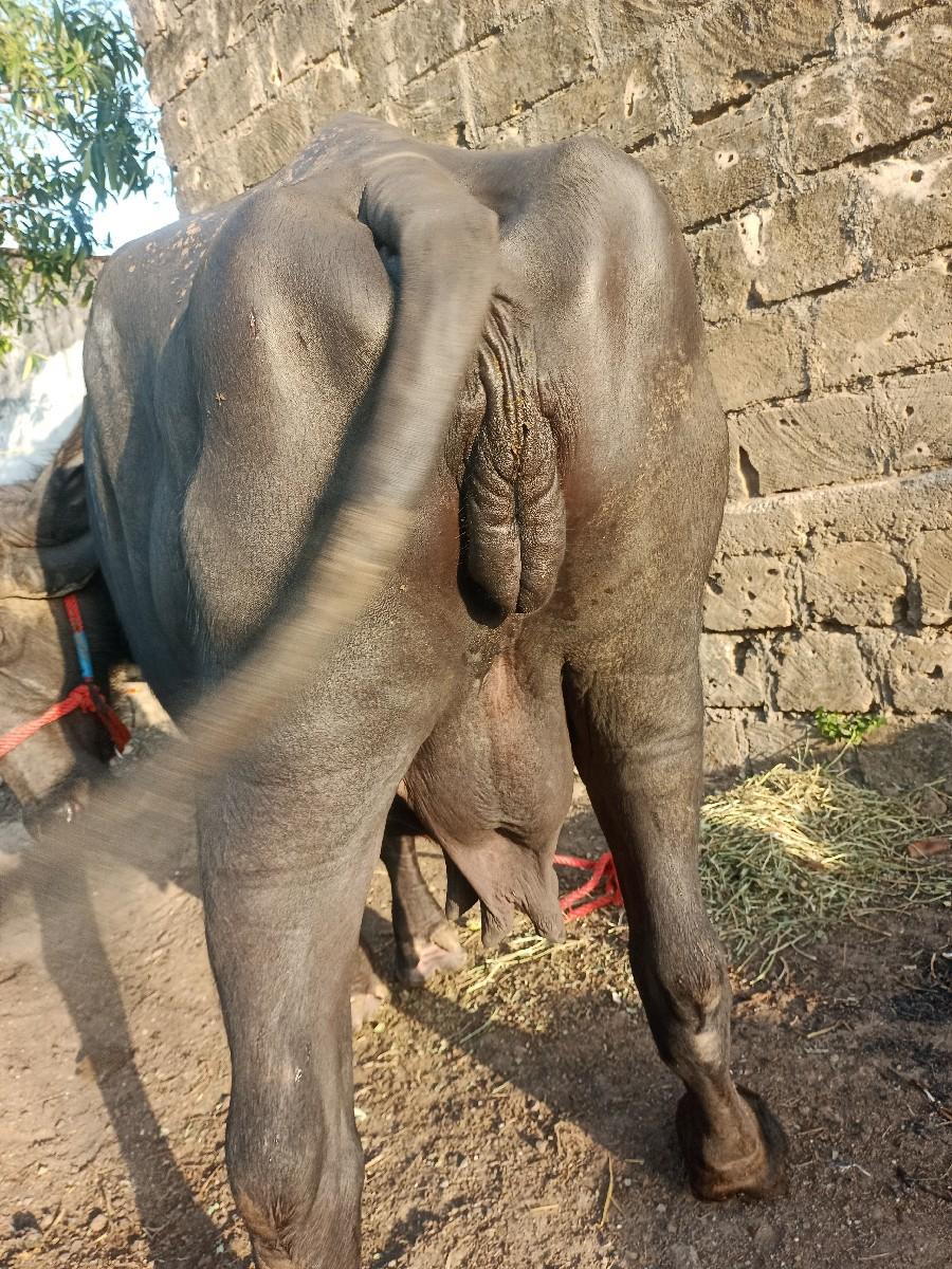 થંબનેલ 2