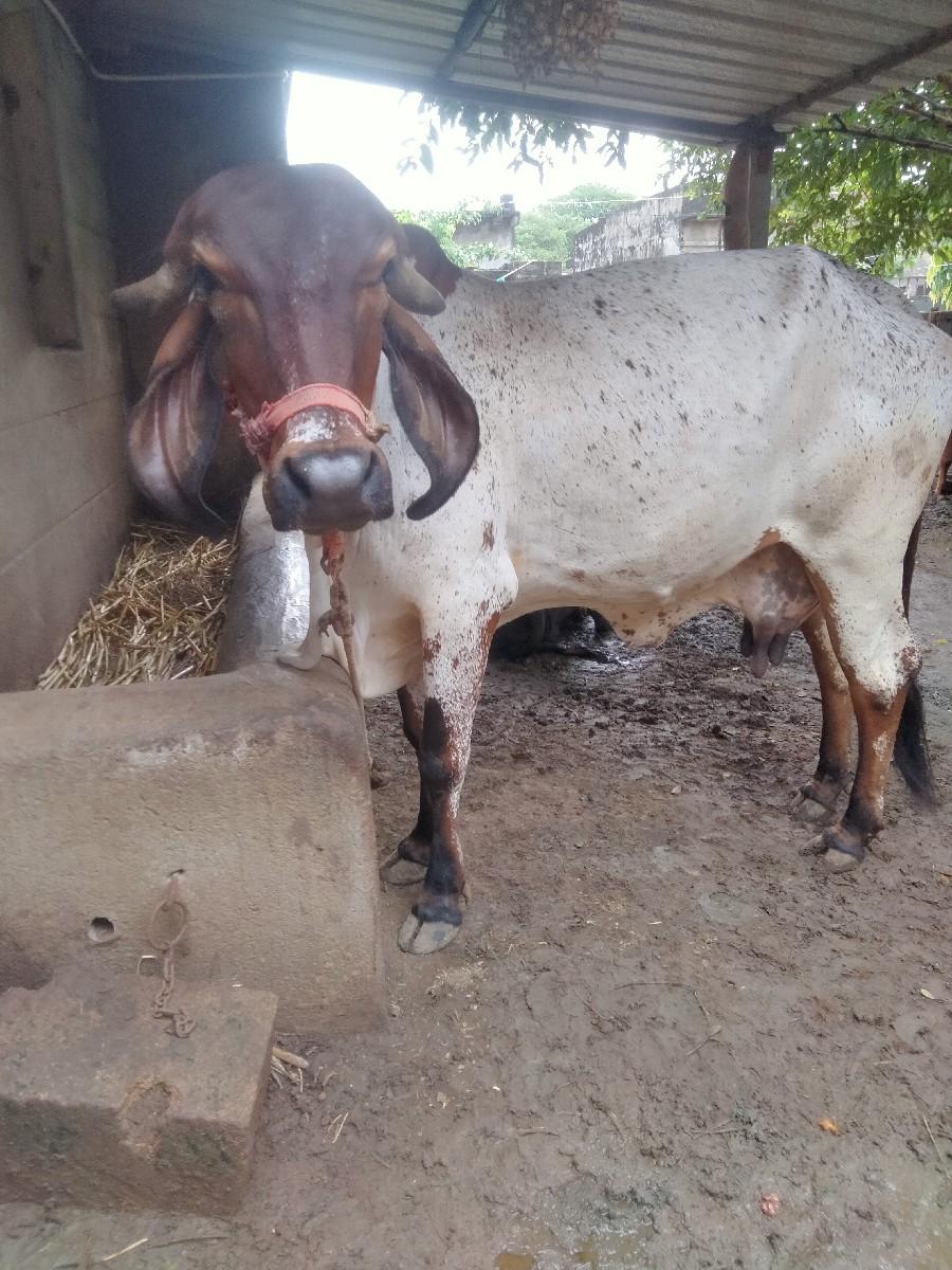 થંબનેલ 3