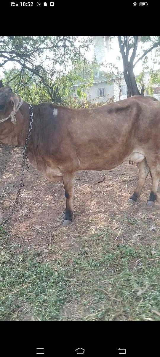 થંબનેલ 2