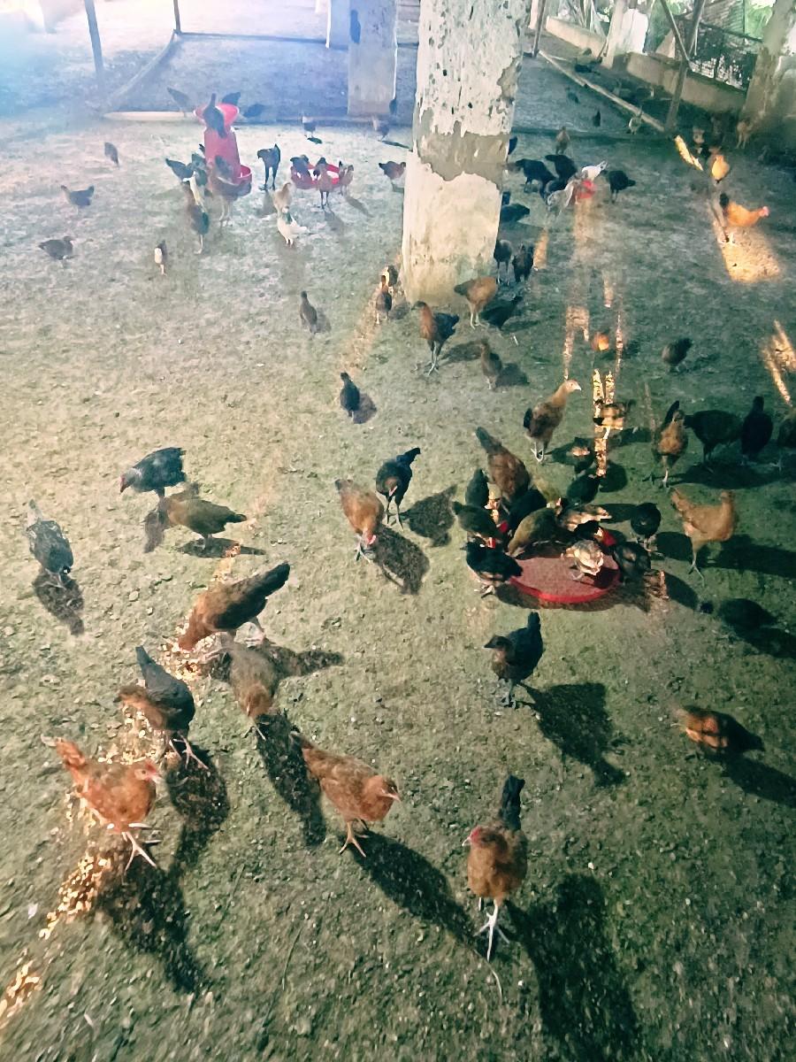 deshi pathara & porbandar