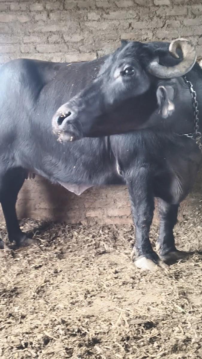 થંબનેલ 3