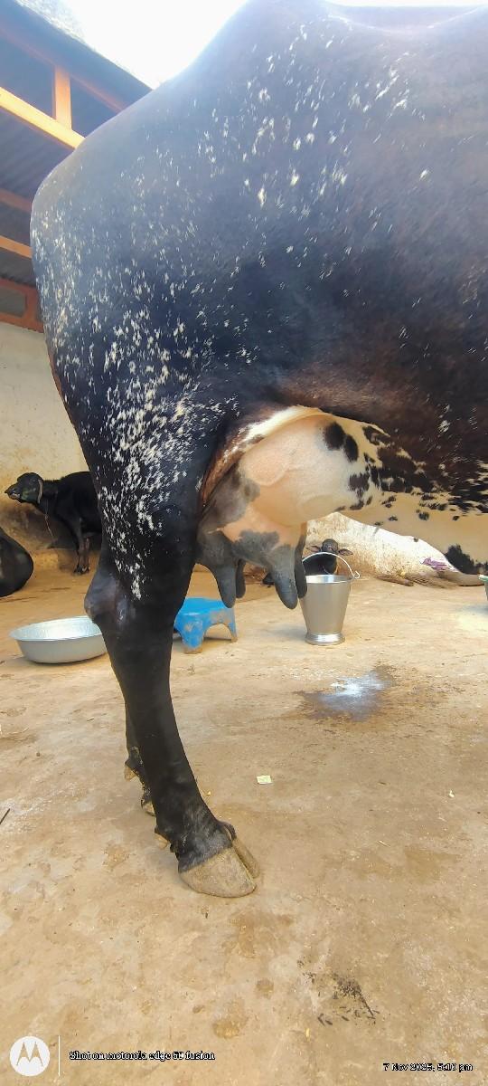 થંબનેલ 2