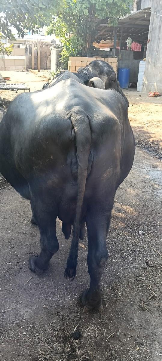 ભેંસ વેચવાની છે