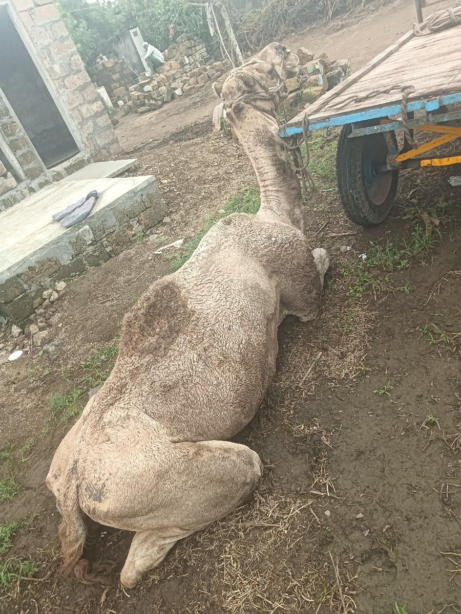 થંબનેલ 3