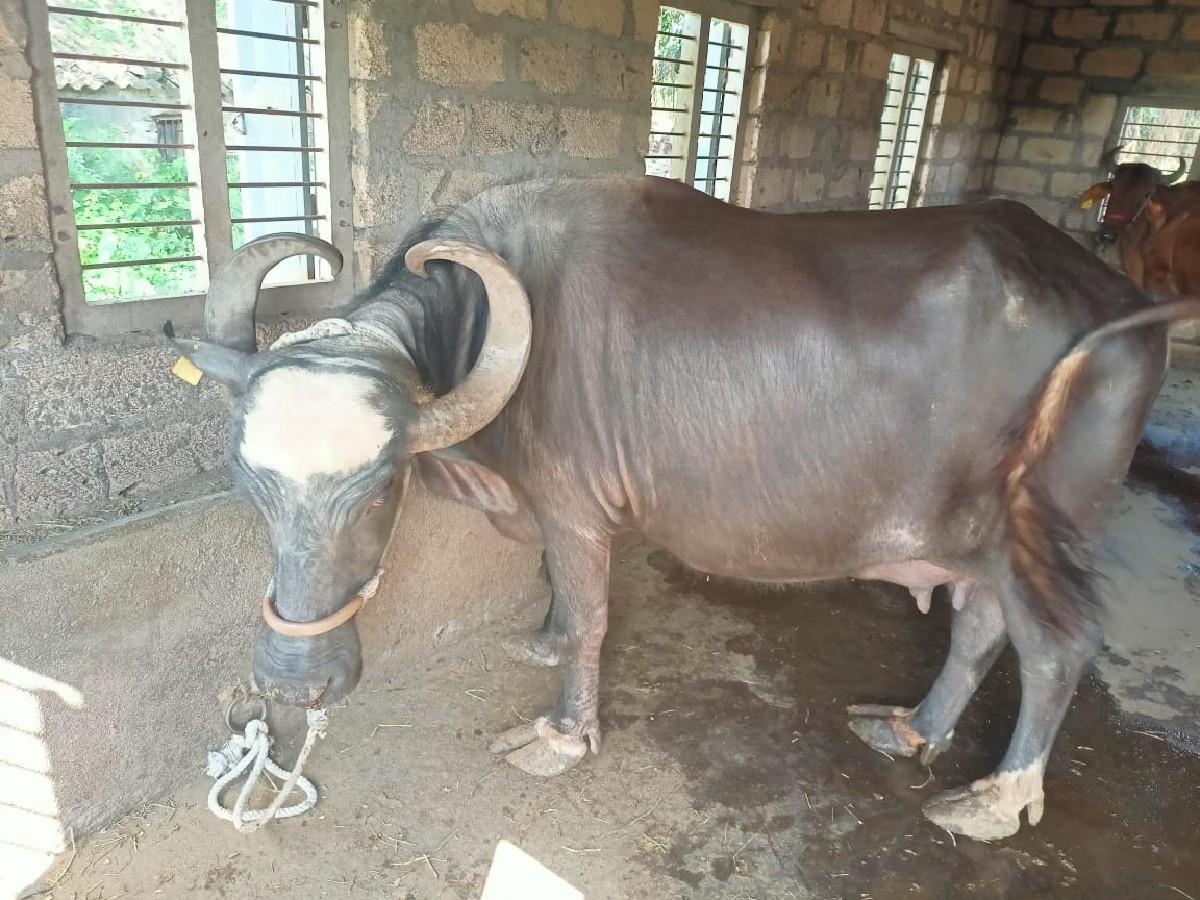 થંબનેલ 3