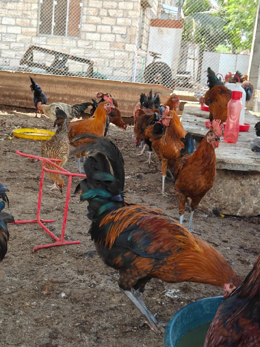 થંબનેલ 3