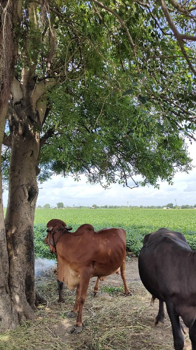 થંબનેલ 2