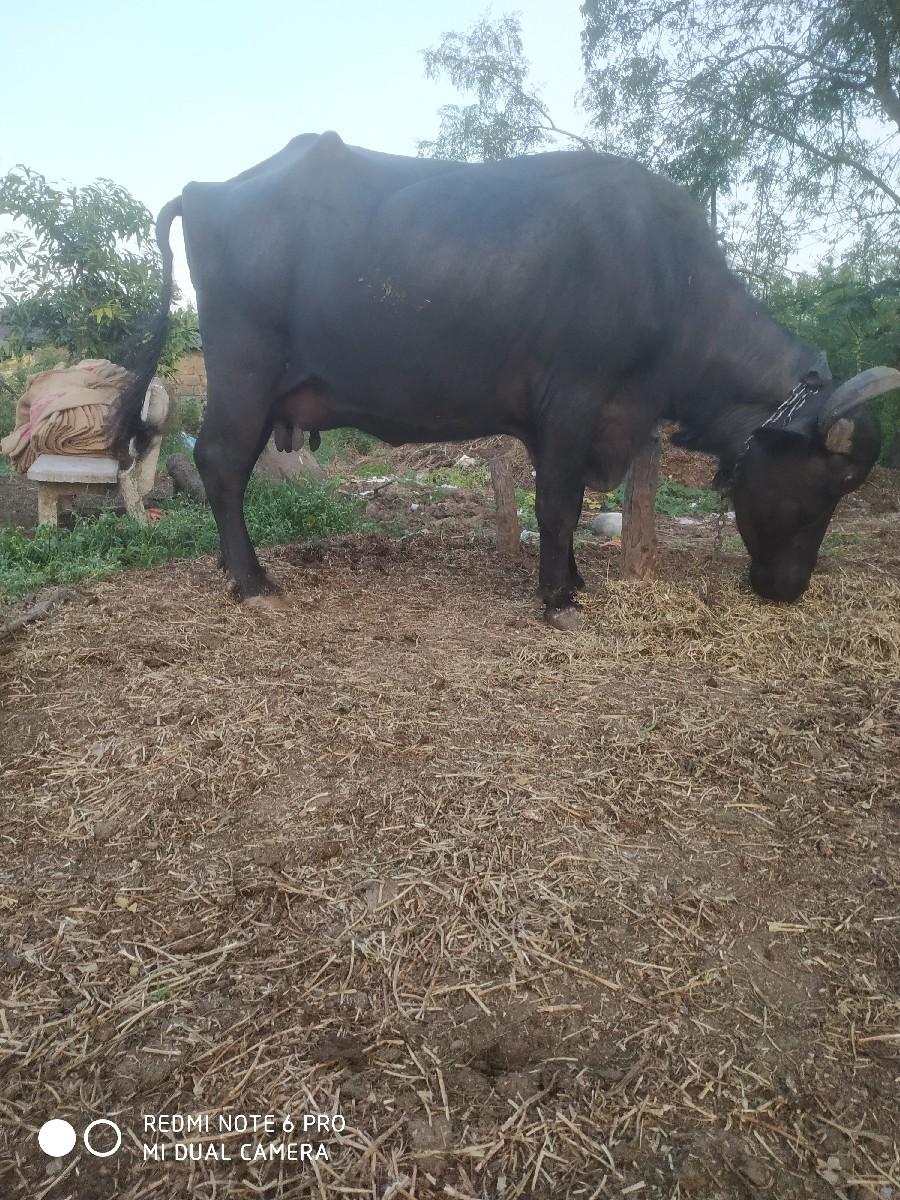 થંબનેલ 2