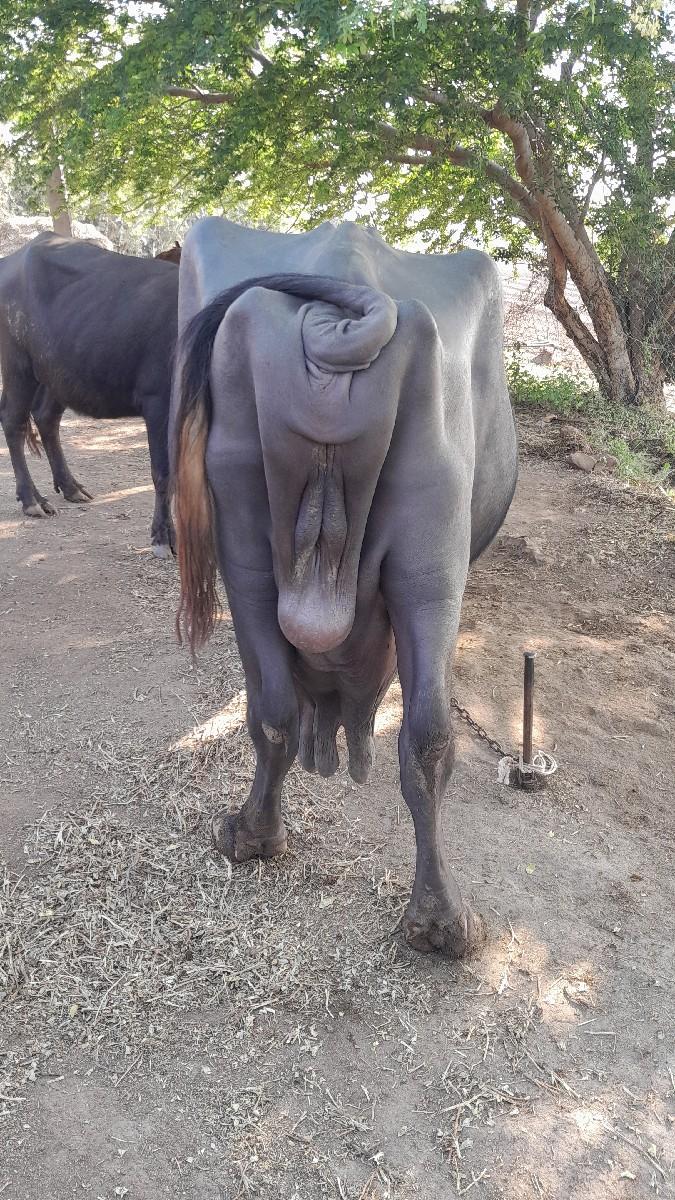 થંબનેલ 2