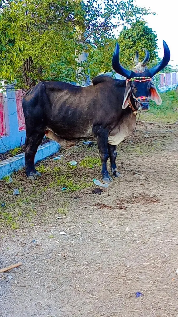 થંબનેલ 2