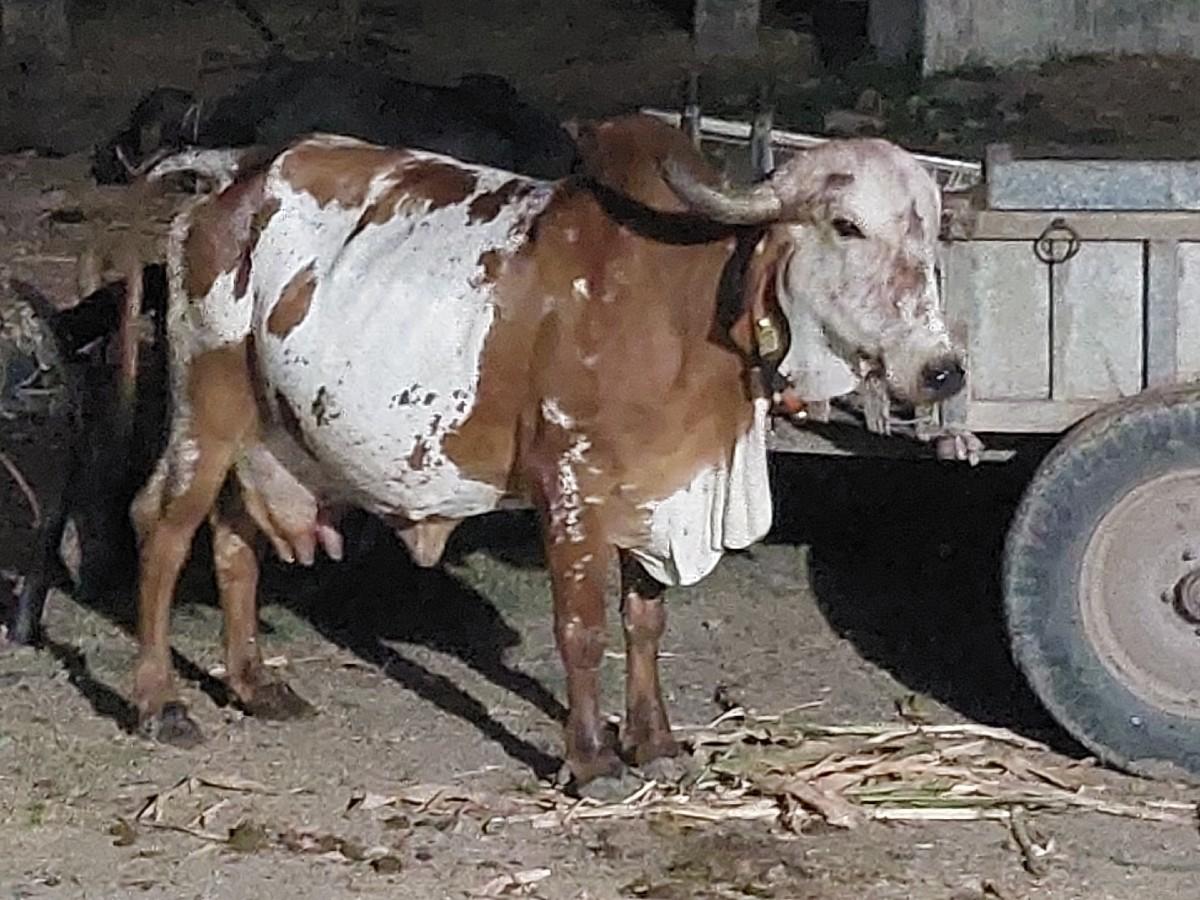 ગાય આપવાની છે