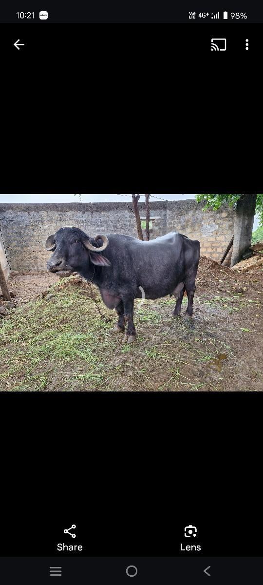 ભેંસ વેસવાની સે