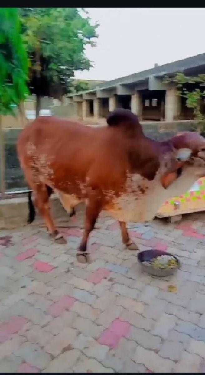 થંબનેલ 3