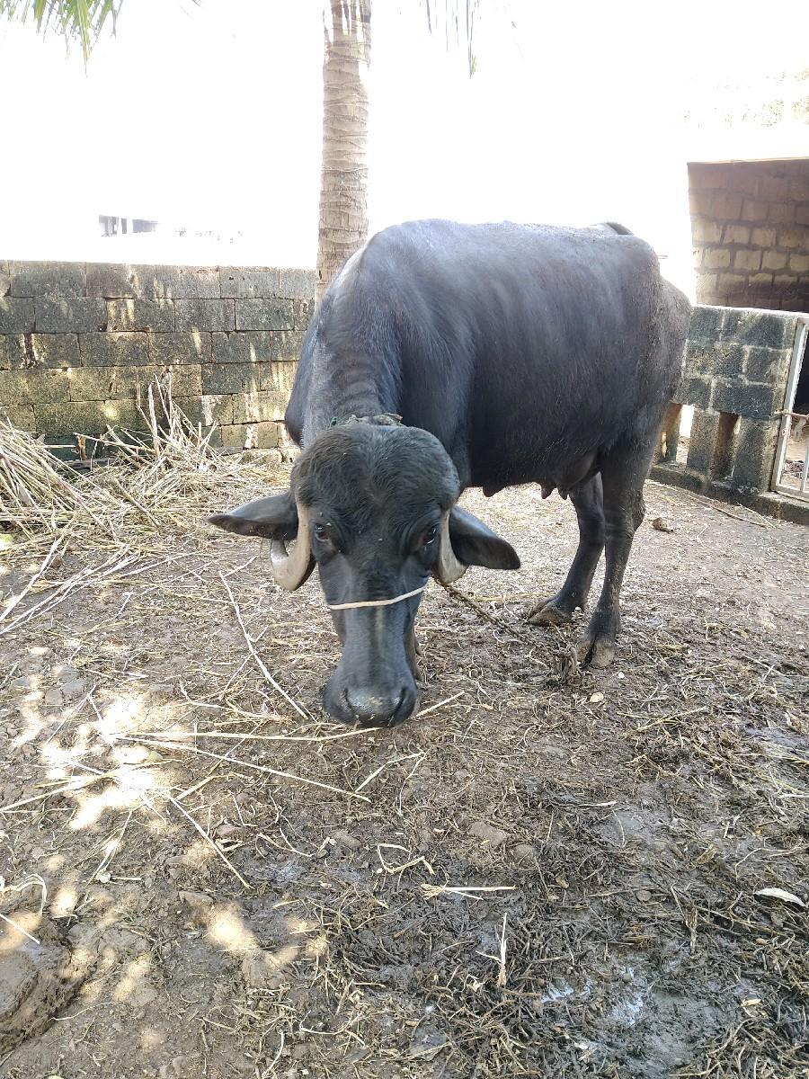 થંબનેલ 2