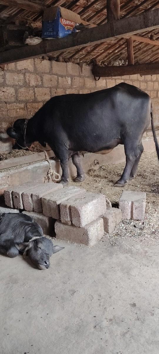 થંબનેલ 3