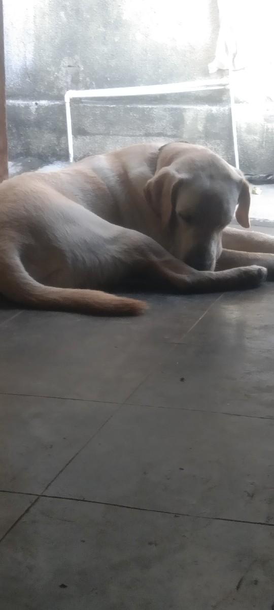 vechava no che lebara doga Mel