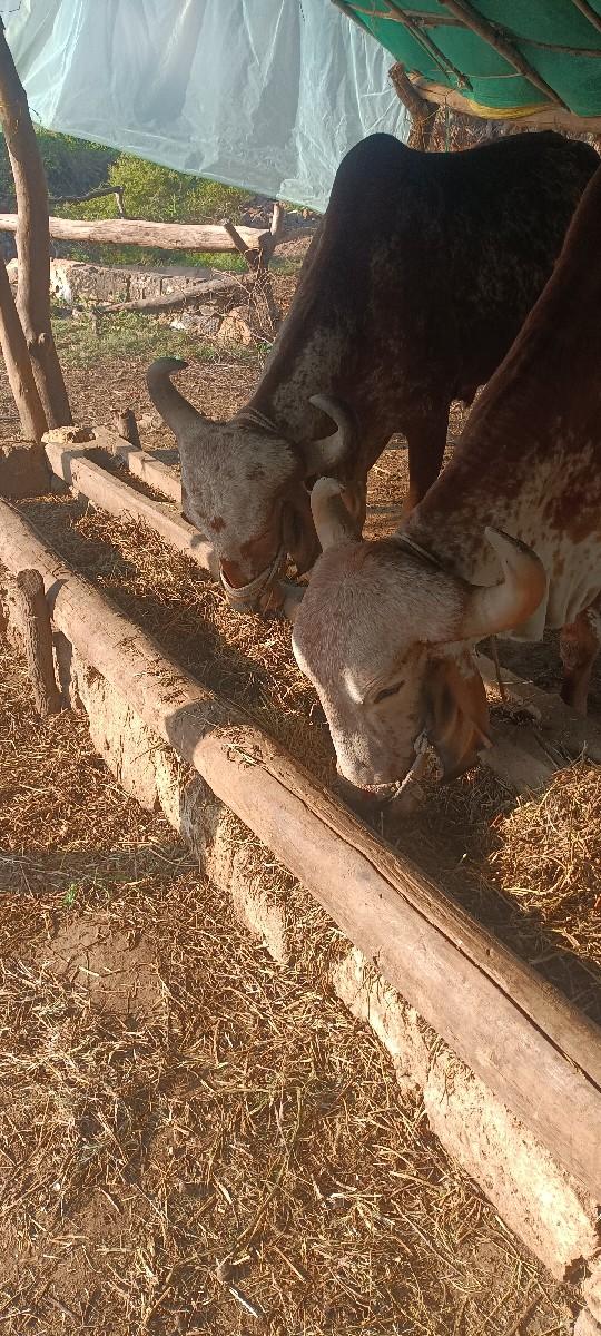 થંબનેલ 3