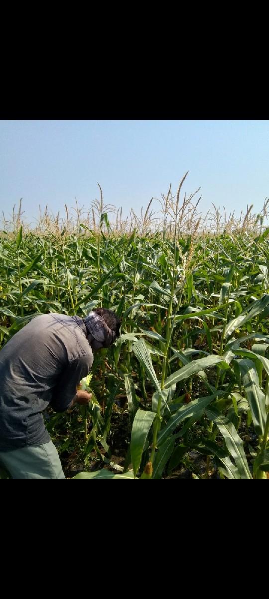 અમેરીકાની મકાય