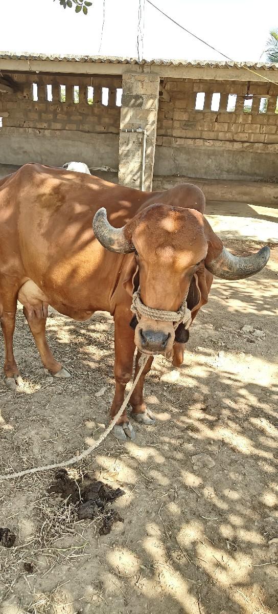 થંબનેલ 2