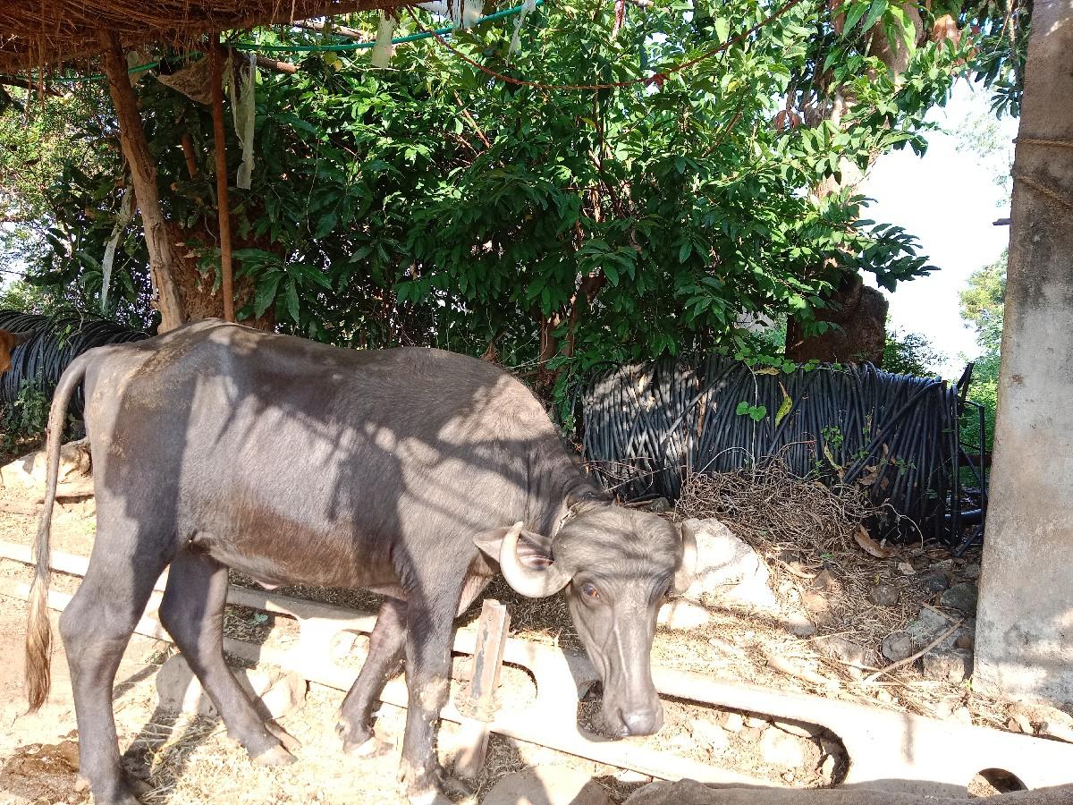 પાડી વેચવા ની છે 35 હજાર