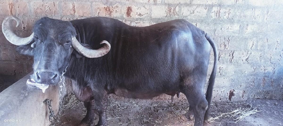 થંબનેલ 3