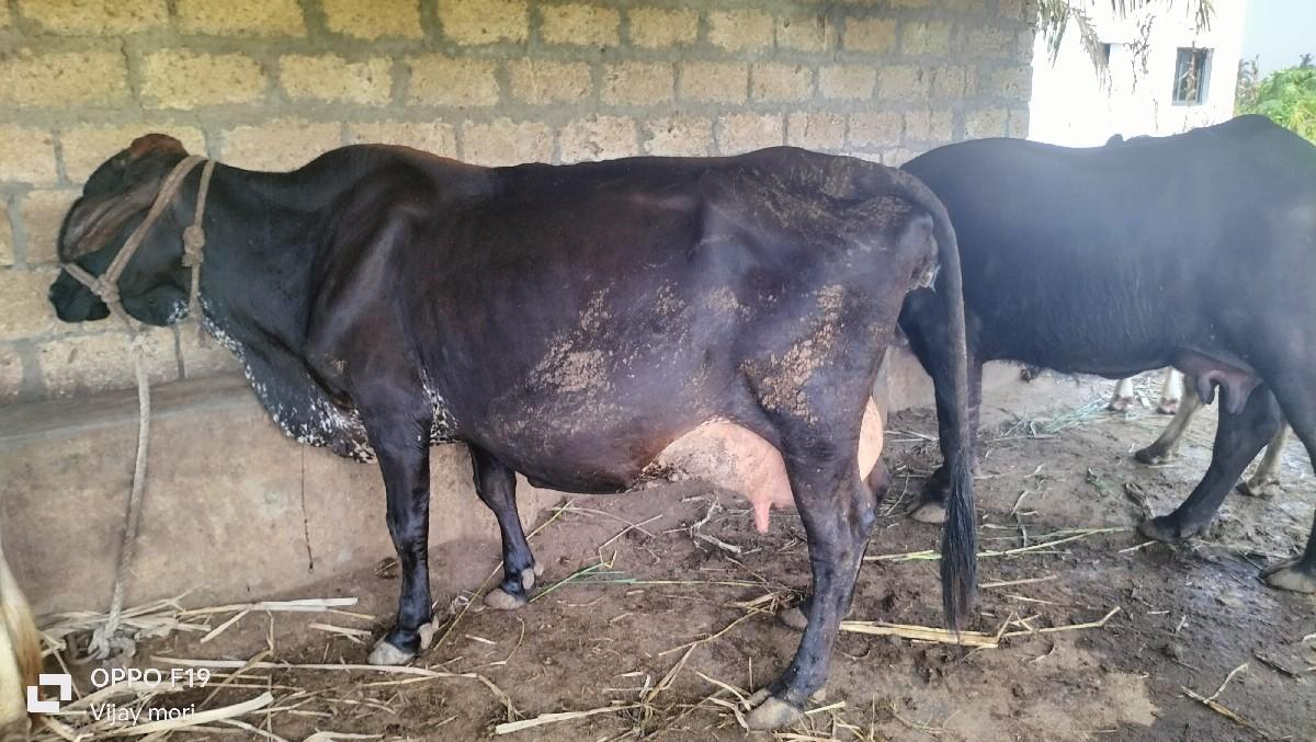 થંબનેલ 3