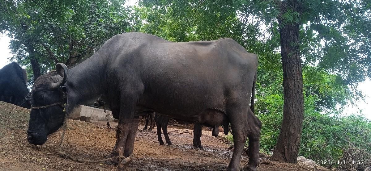 થંબનેલ 2