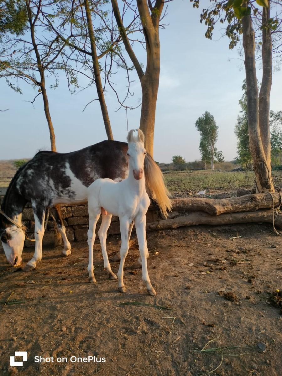 थंबनेल 2