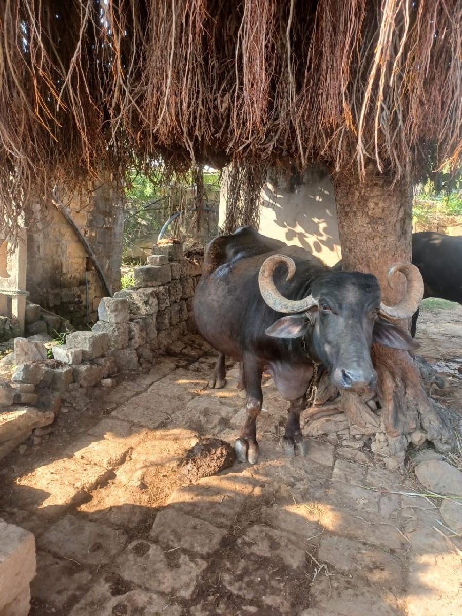 ભેંસ વેચવાની છે