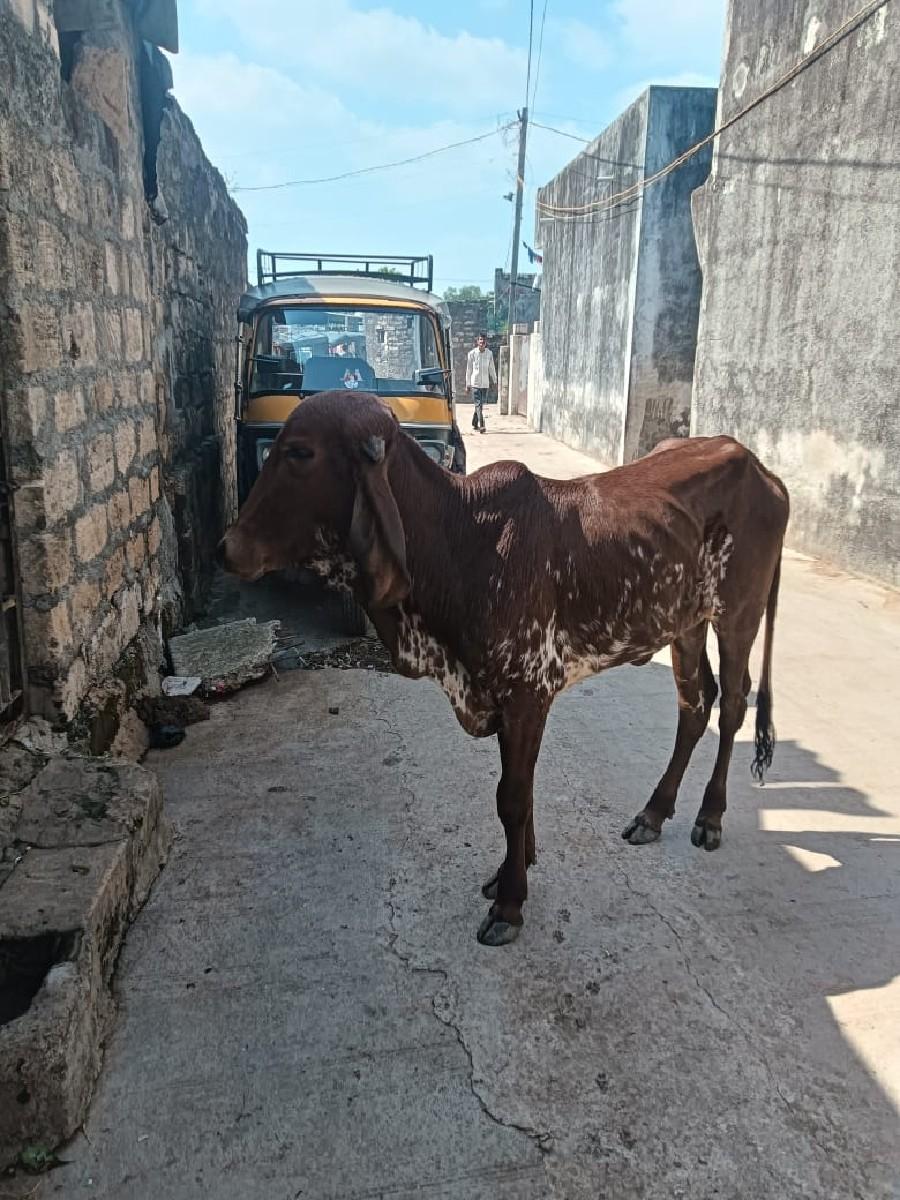 થંબનેલ 2