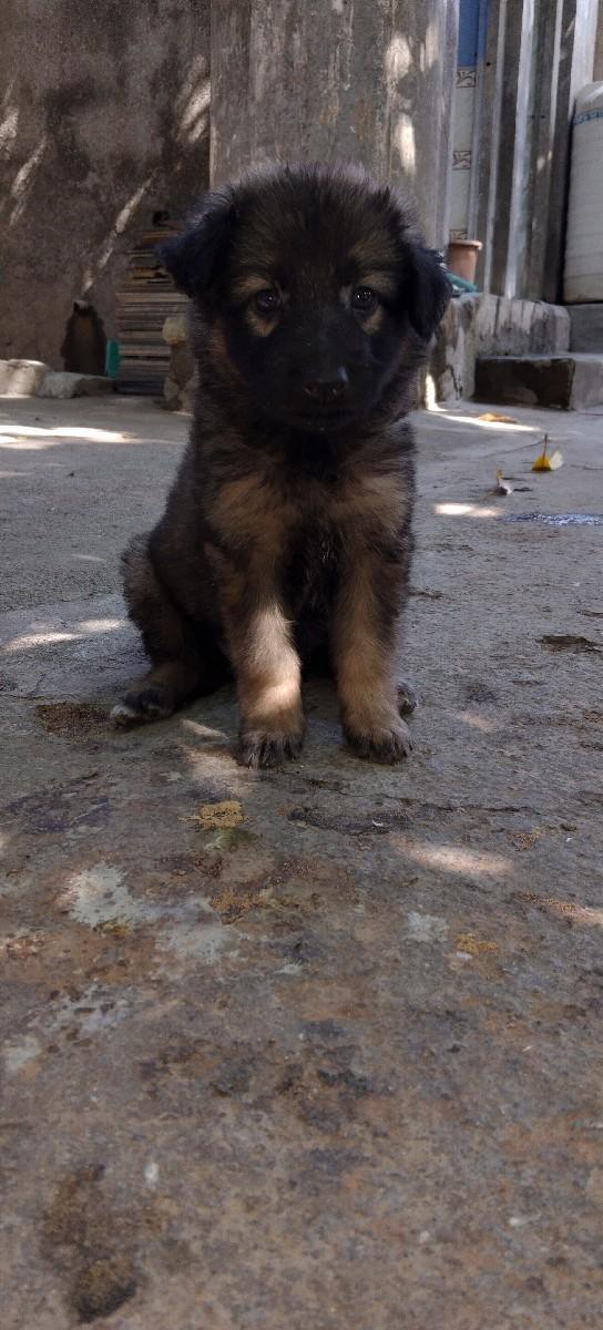 Garman sefad Pappy 2 devana che