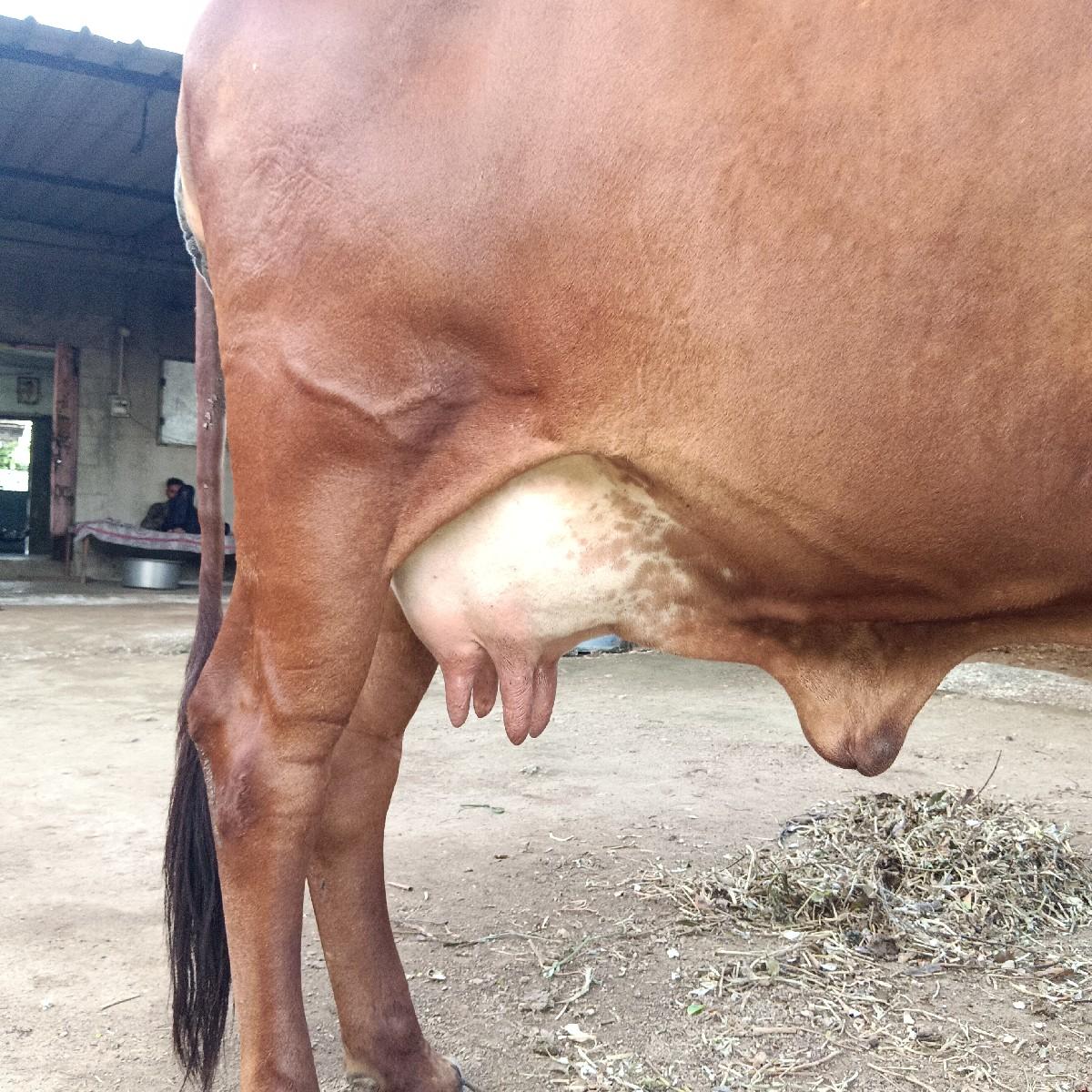 ગાય વેશવાની છે