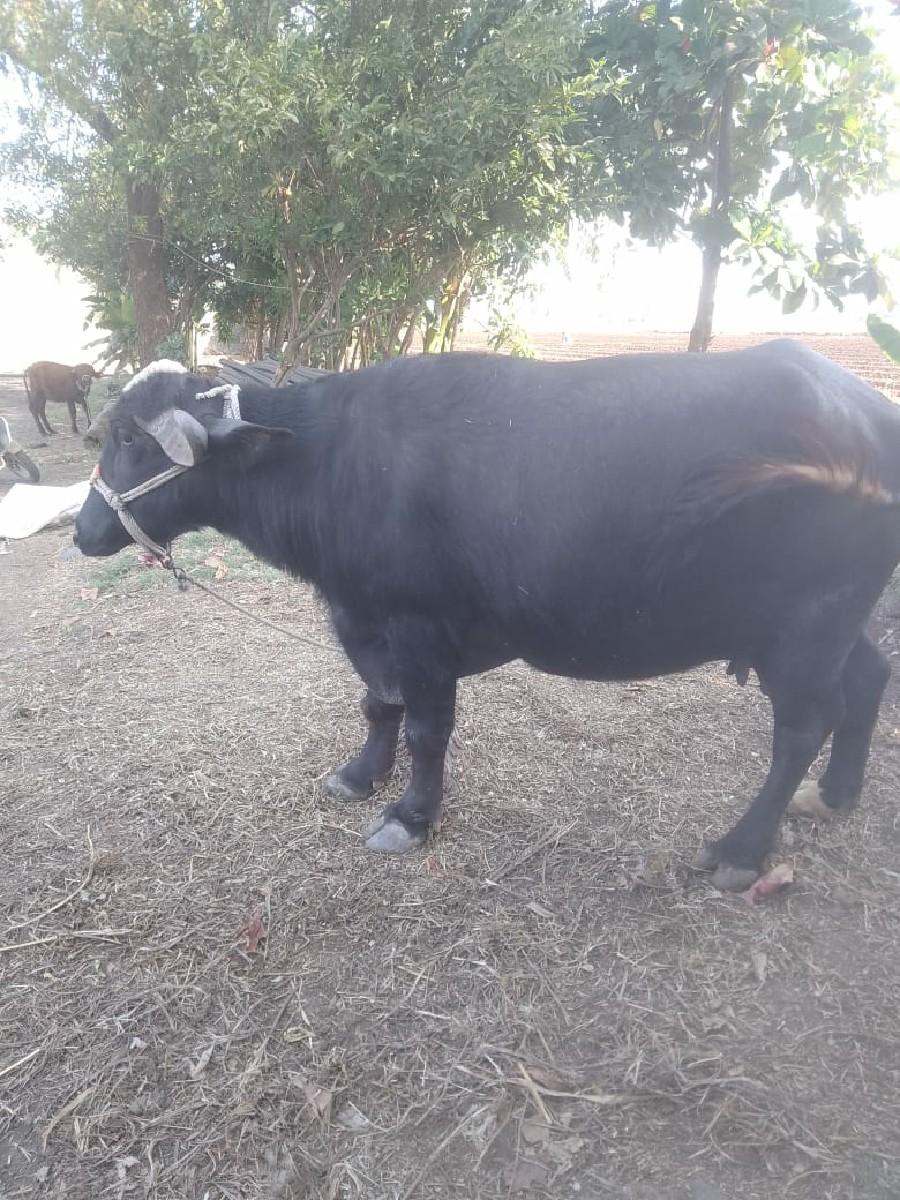 થંબનેલ 2