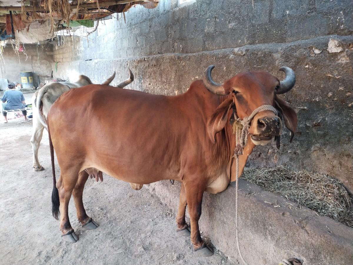 દેસી ગાય વેચવાની છે