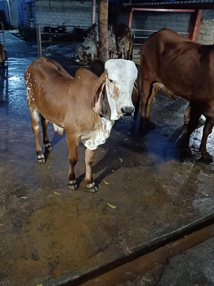 થંબનેલ 3