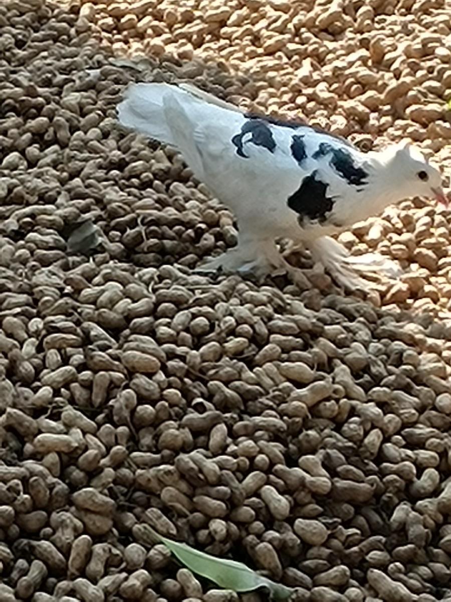 થંબનેલ 2