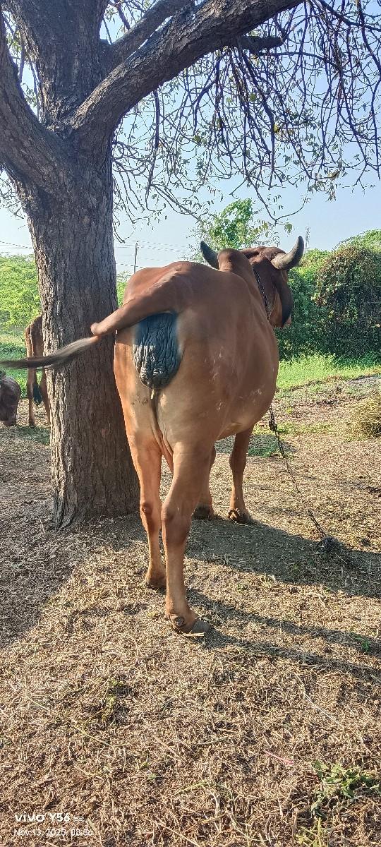 થંબનેલ 3