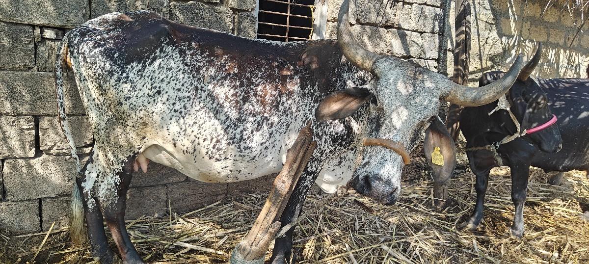 થંબનેલ 3