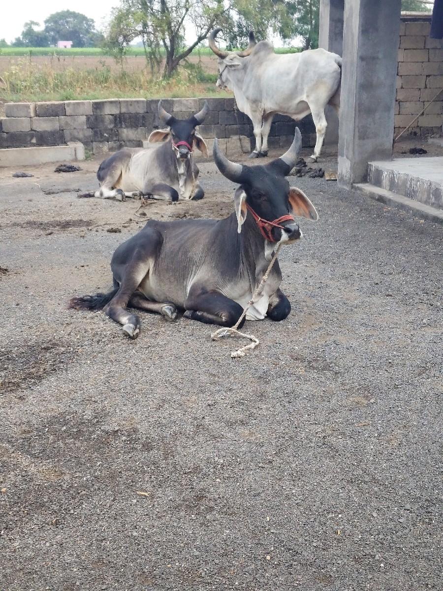 થંબનેલ 2