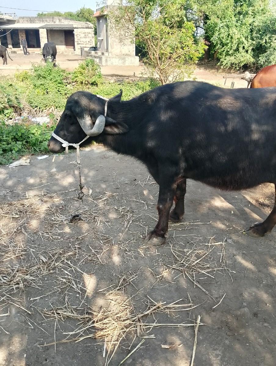 થંબનેલ 3