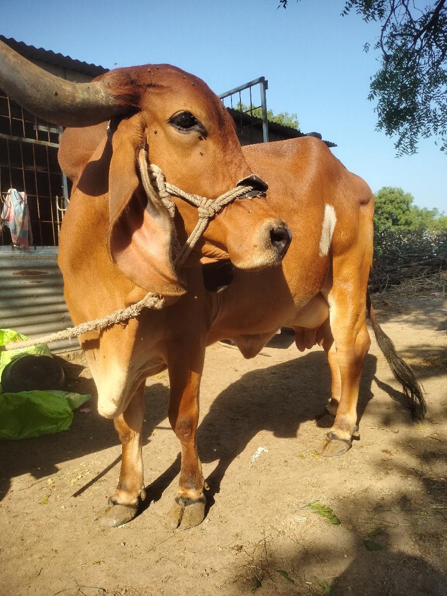 ગાય વેચવાની છે