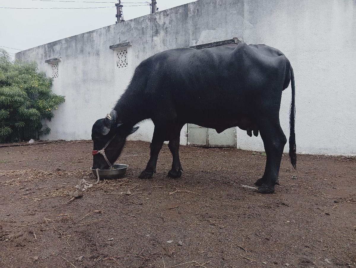 થંબનેલ 2