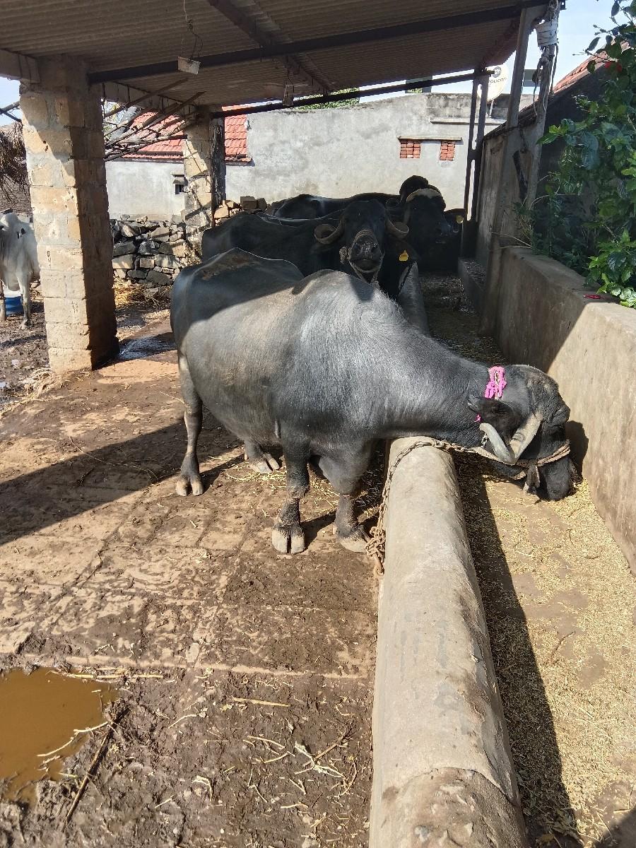 થંબનેલ 3