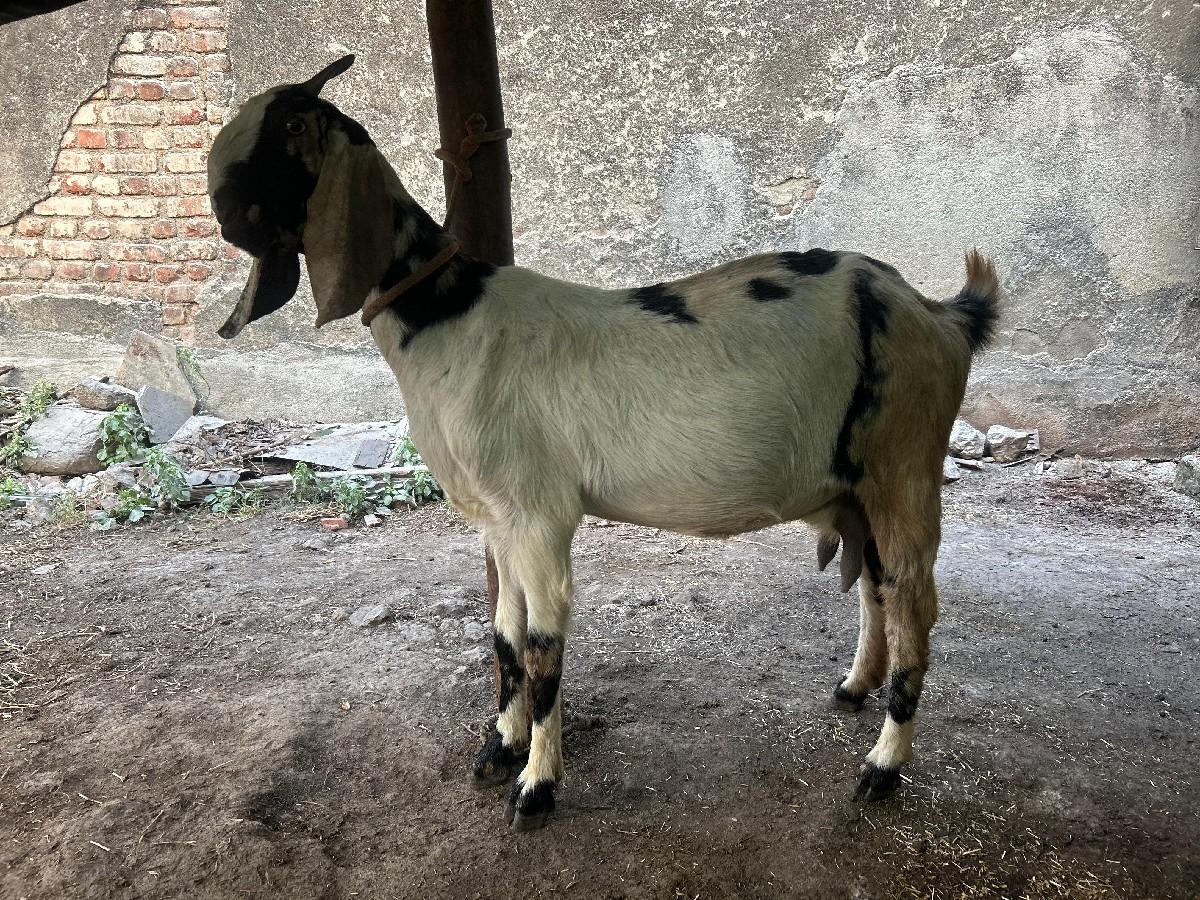 થંબનેલ 3