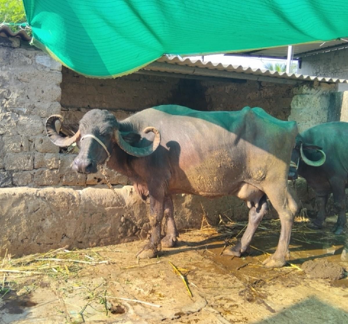 ભેસ વેચવાની છે....