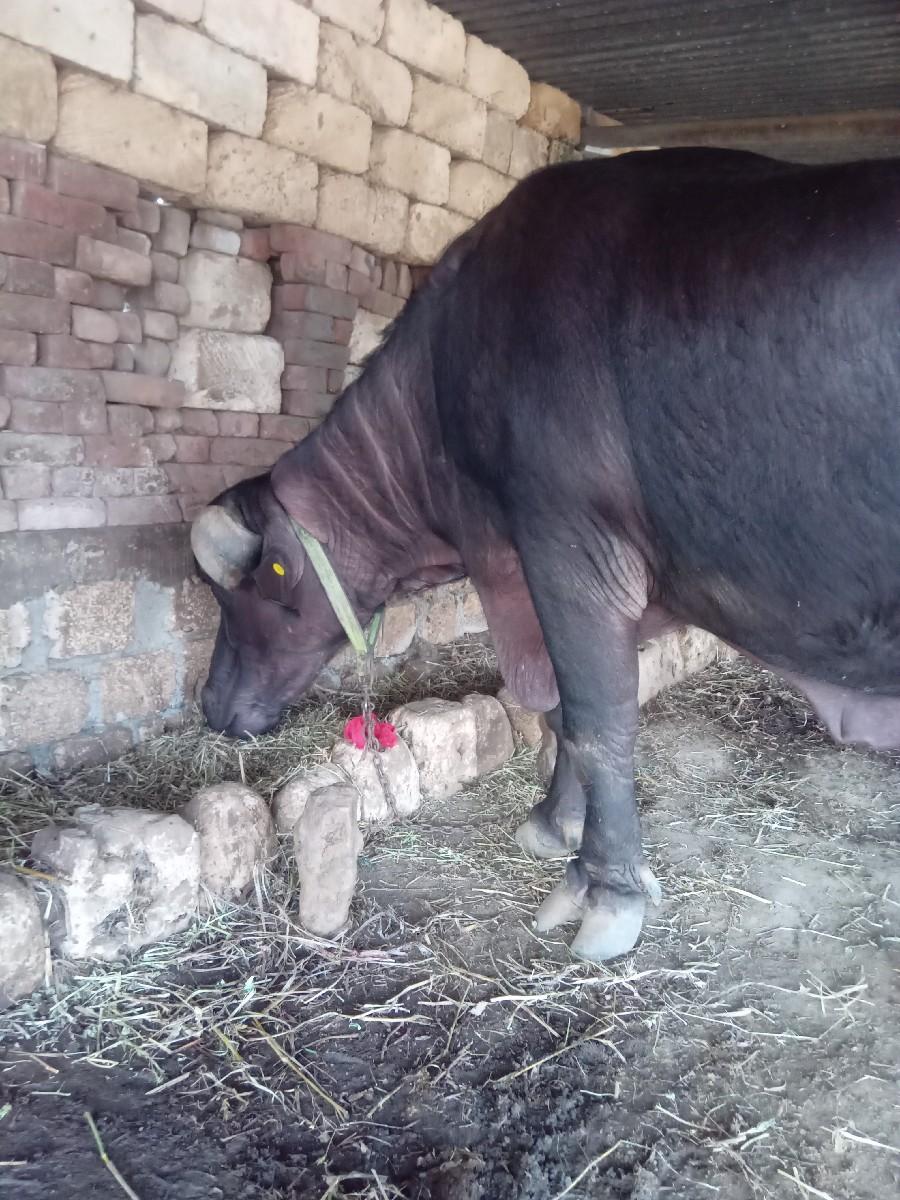 ખડાય વેચવાની છે