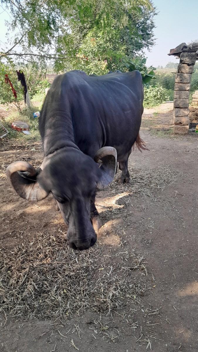 આ ભેંસ વેચવાની છે (જાફરાબાદી)