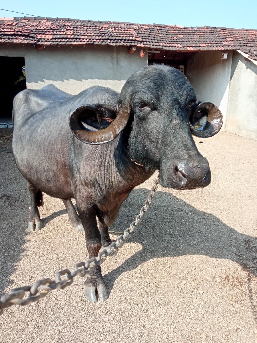 થંબનેલ 2