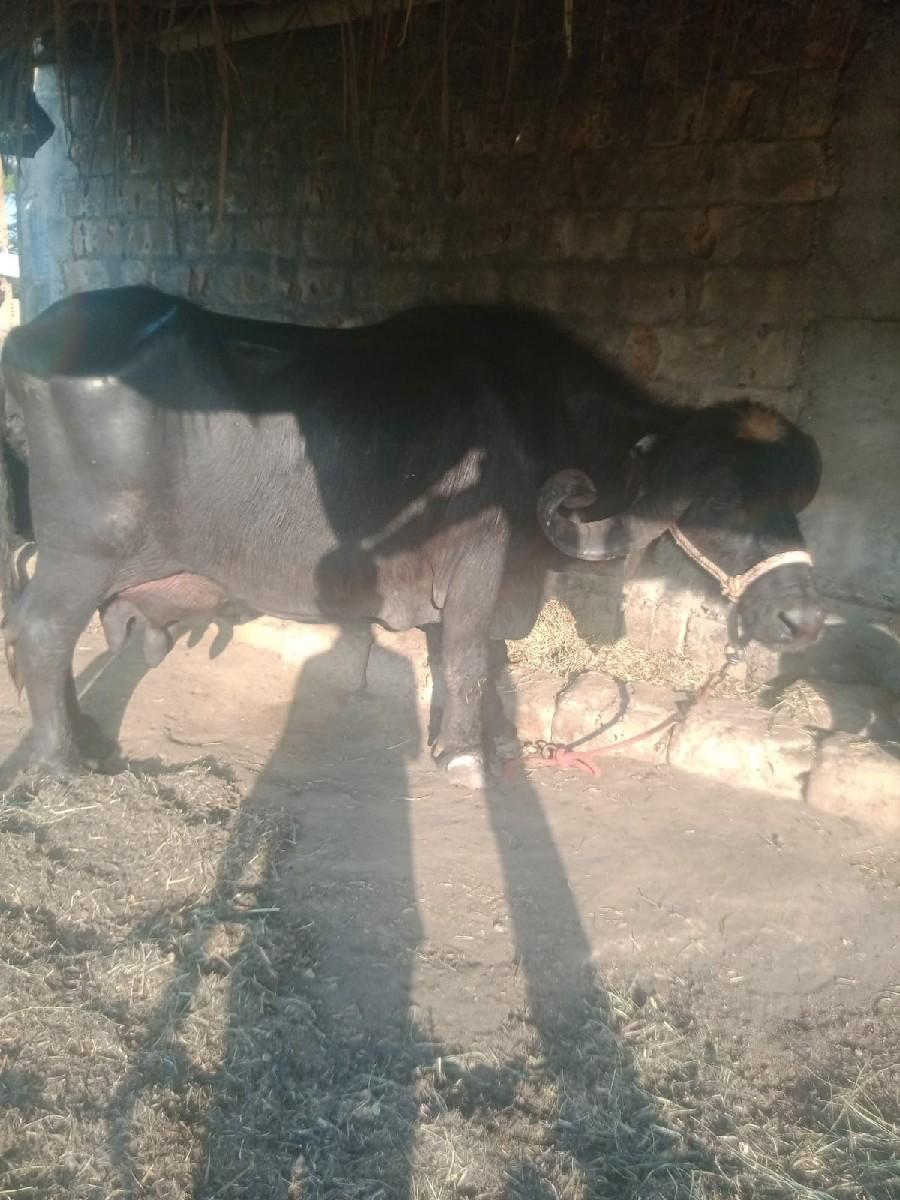 થંબનેલ 4