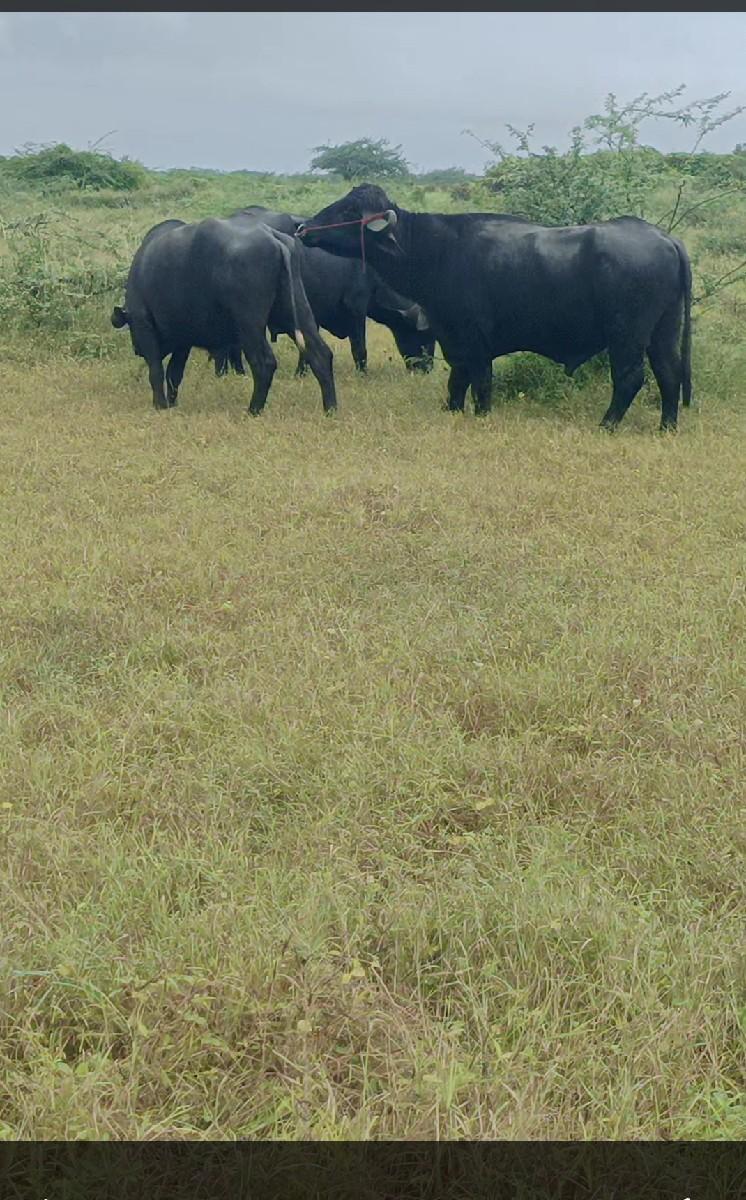 પાડો વેચવાનો છે